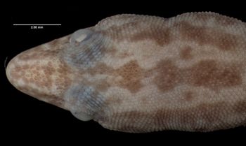 Media type: image;   Herpetology R-56322